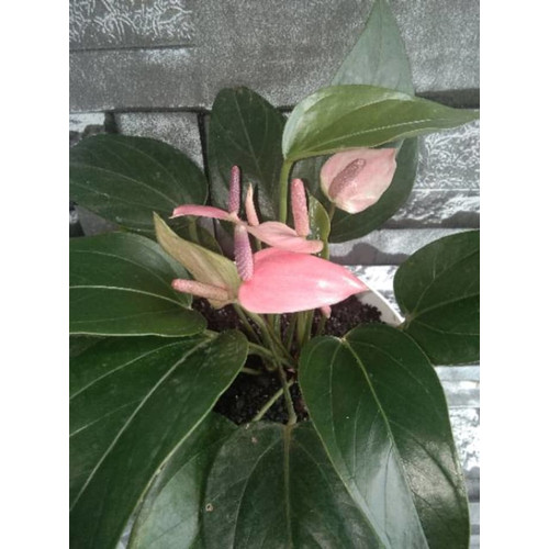 Detail Bunga Anthurium Pink Nomer 48