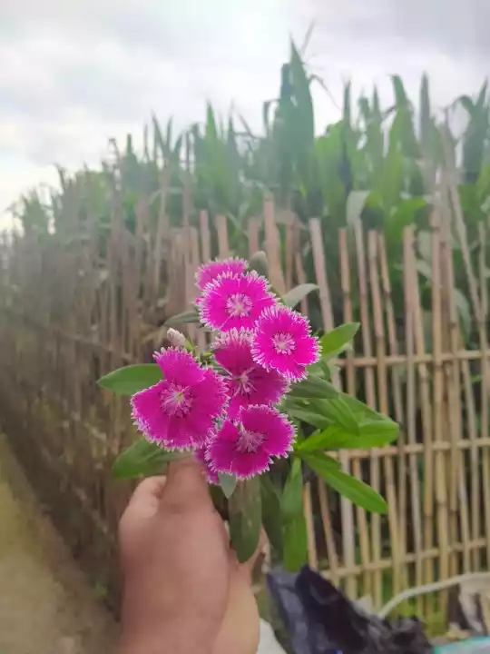 Detail Bunga Anyelir Di Indonesia Nomer 39