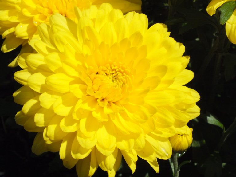 Bunga Anyelir Kuning - KibrisPDR