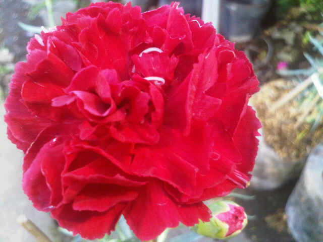 Detail Bunga Anyelir Merah Nomer 18