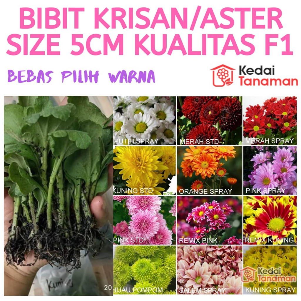 Detail Bunga Aster Dan Krisan Nomer 24