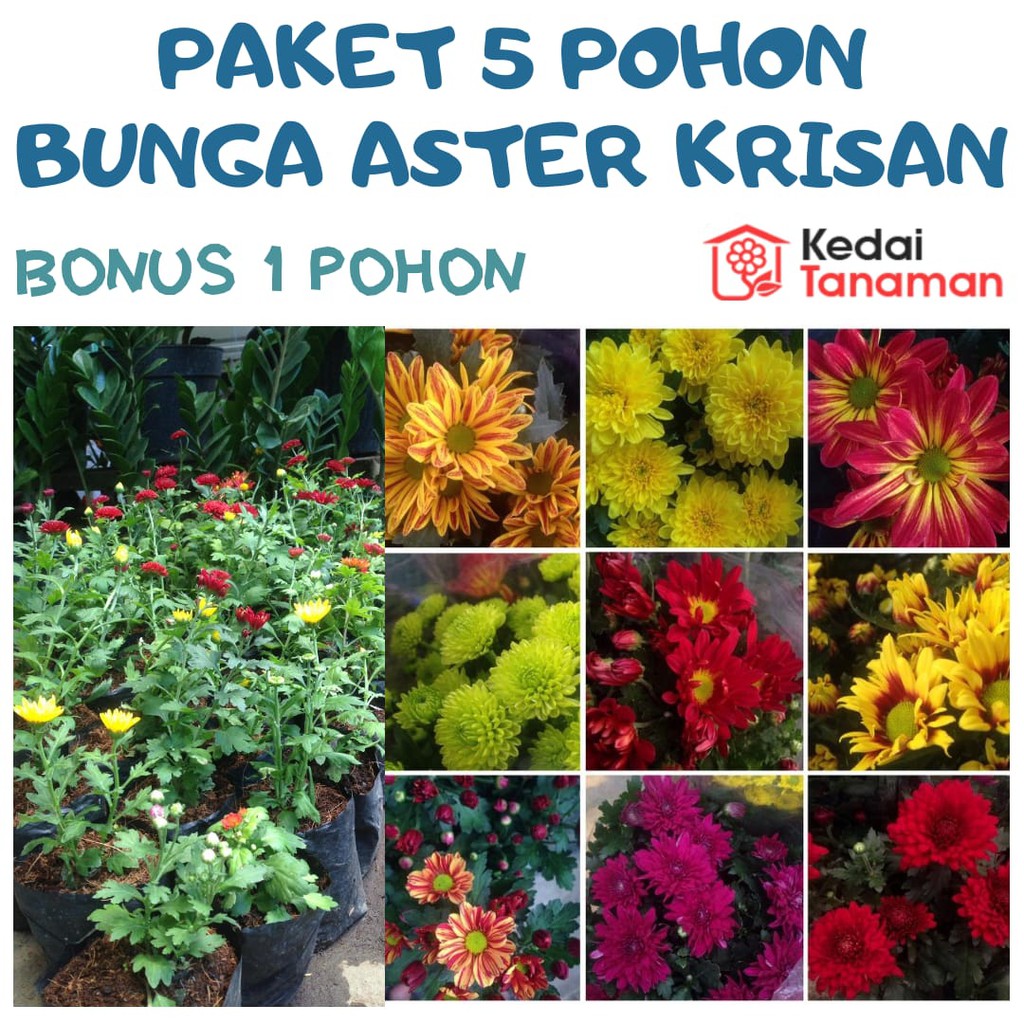 Detail Bunga Aster Dan Krisan Nomer 45