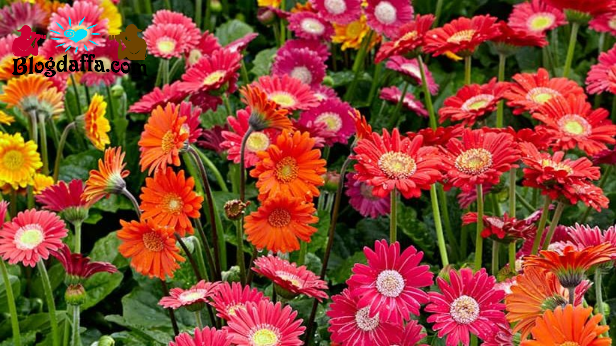 Detail Bunga Aster Gambar Bunga Aster Nomer 24