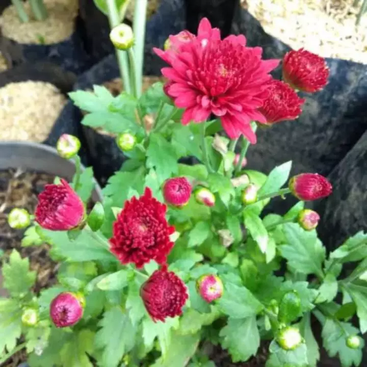 Detail Bunga Aster Merah Nomer 18