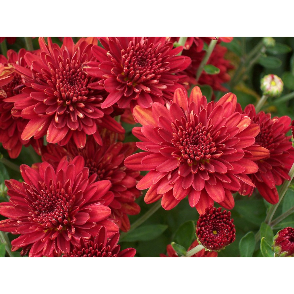 Detail Bunga Aster Merah Nomer 3