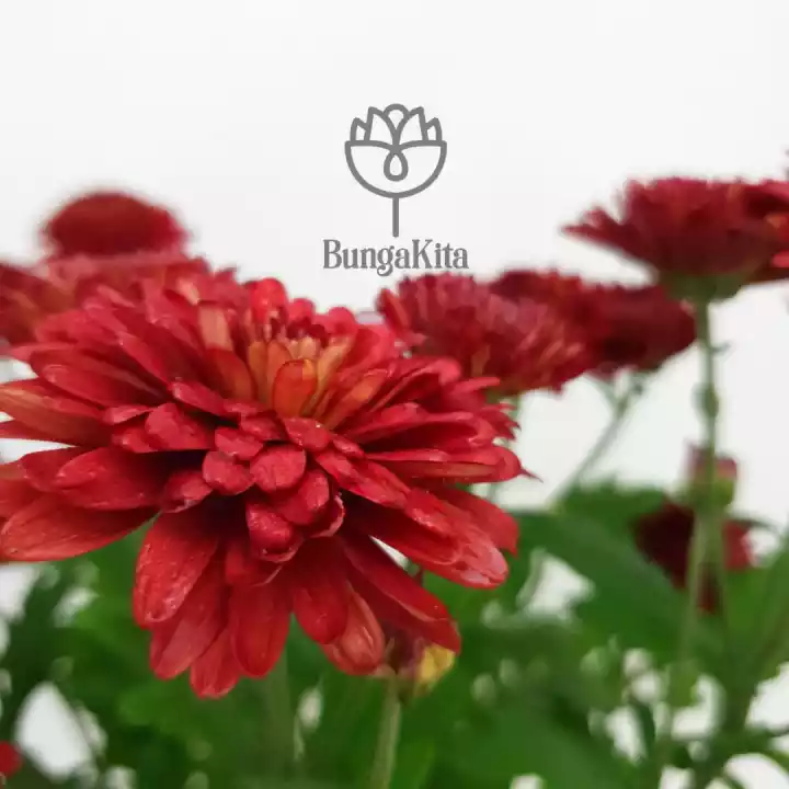 Detail Bunga Aster Merah Nomer 25