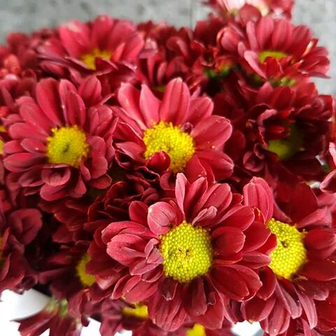 Detail Bunga Aster Merah Nomer 5