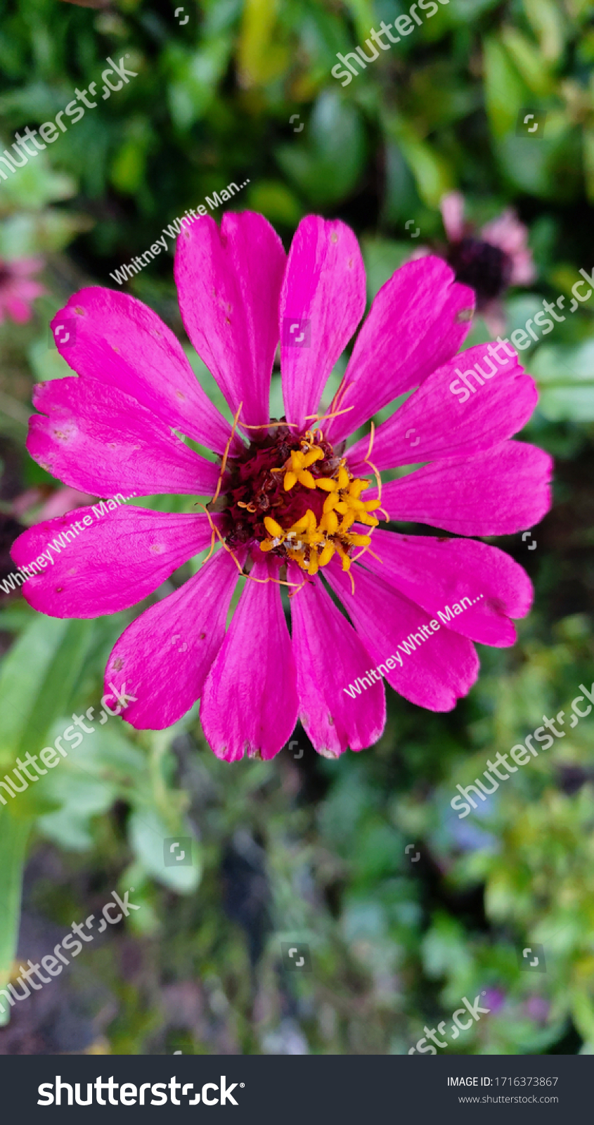 Bunga Aster Pink - KibrisPDR