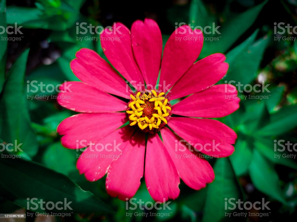 Detail Bunga Aster Pink Nomer 3