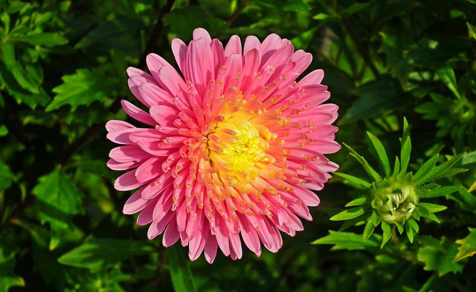 Detail Bunga Aster Pink Nomer 4