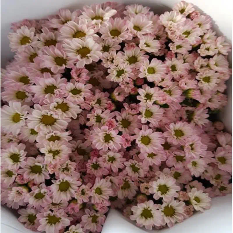 Detail Bunga Aster Pink Nomer 30