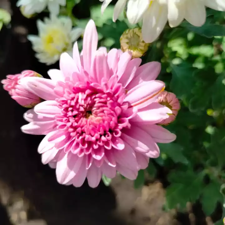 Detail Bunga Aster Pink Nomer 55