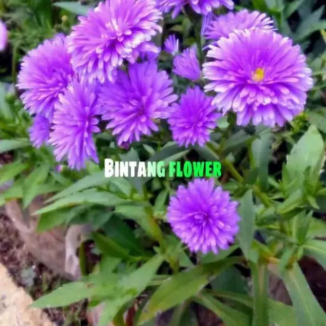 Detail Bunga Aster Ungu Nomer 15