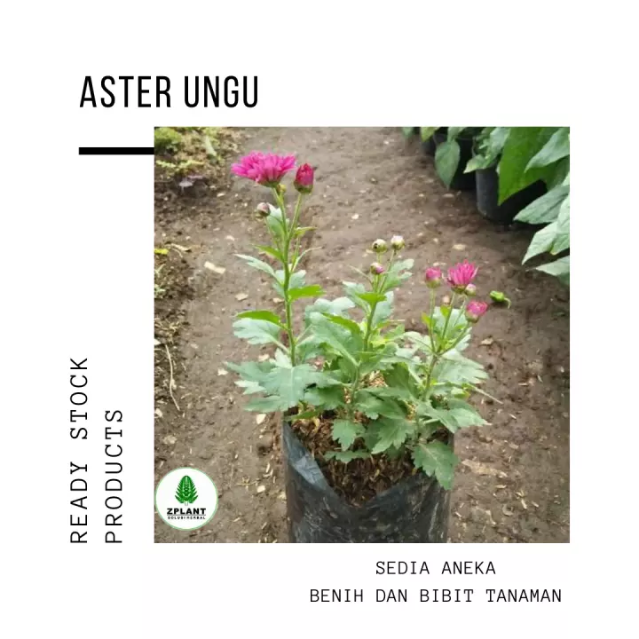 Detail Bunga Aster Ungu Nomer 52