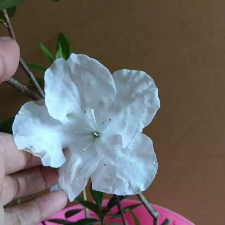 Detail Bunga Azalea Biru Nomer 30