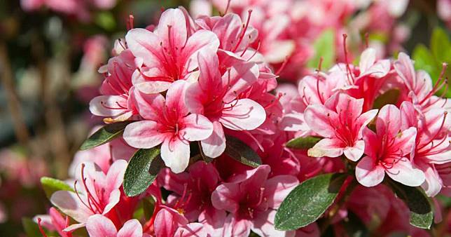 Detail Bunga Azalea Di Indonesia Nomer 25