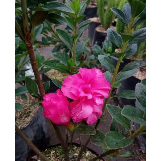 Detail Bunga Azalea Di Indonesia Nomer 26