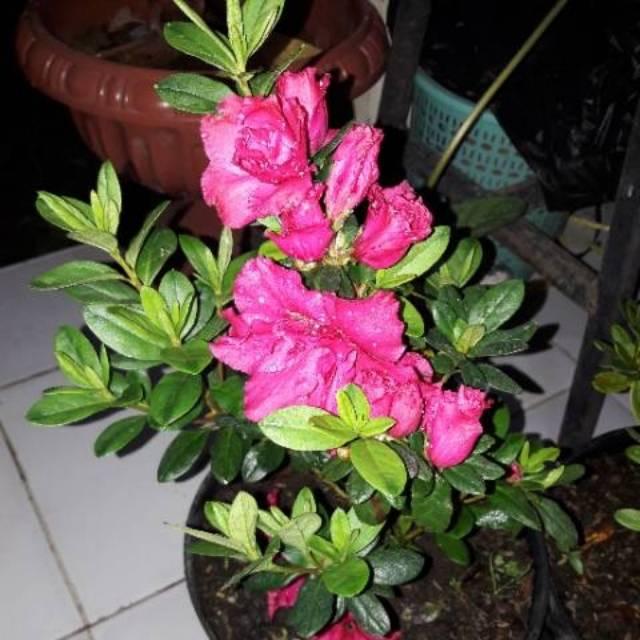 Detail Bunga Azalea Di Indonesia Nomer 28