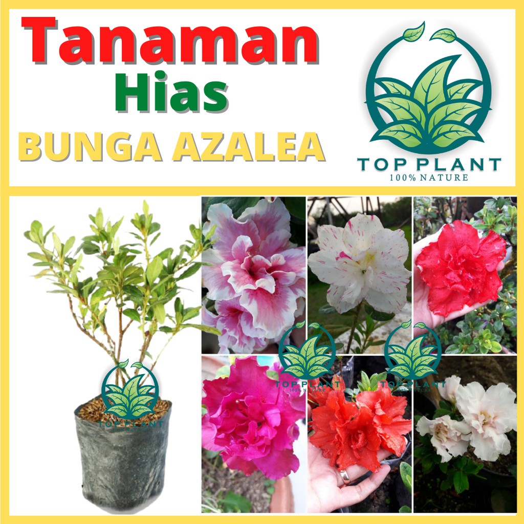 Detail Bunga Azalea Di Indonesia Nomer 34