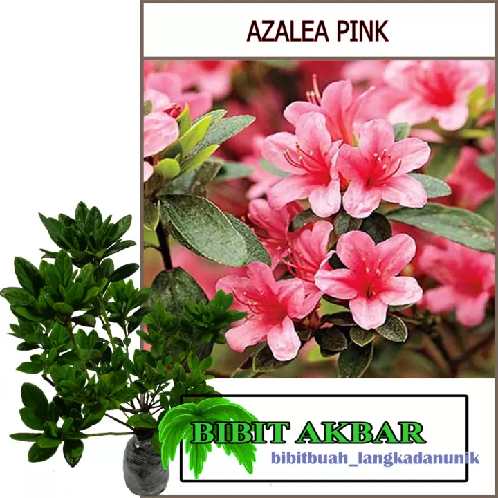 Detail Bunga Azalea Di Indonesia Nomer 41