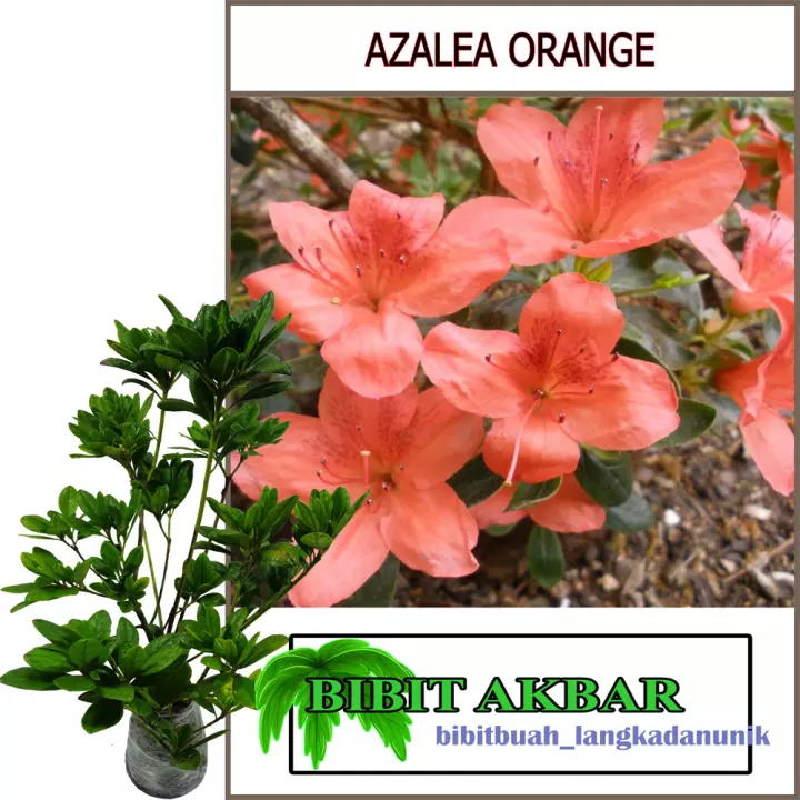 Detail Bunga Azalea Di Indonesia Nomer 54