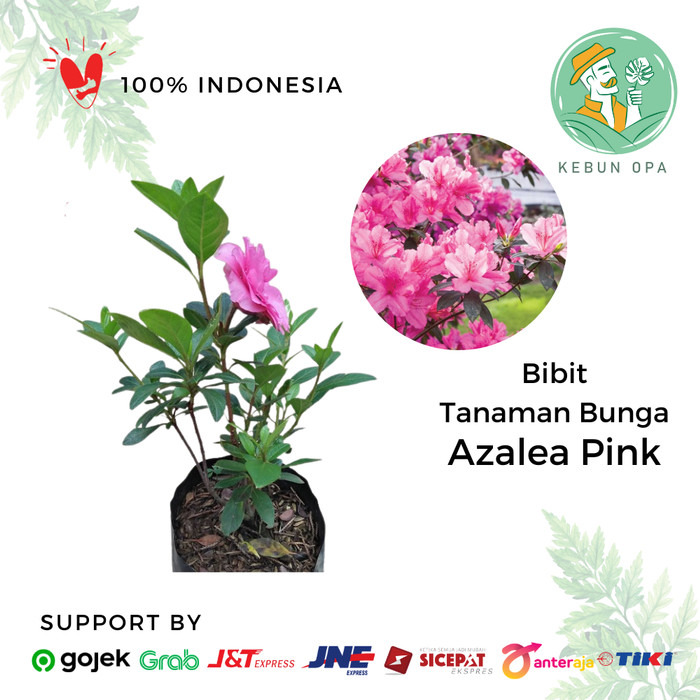 Detail Bunga Azalea Di Indonesia Nomer 55