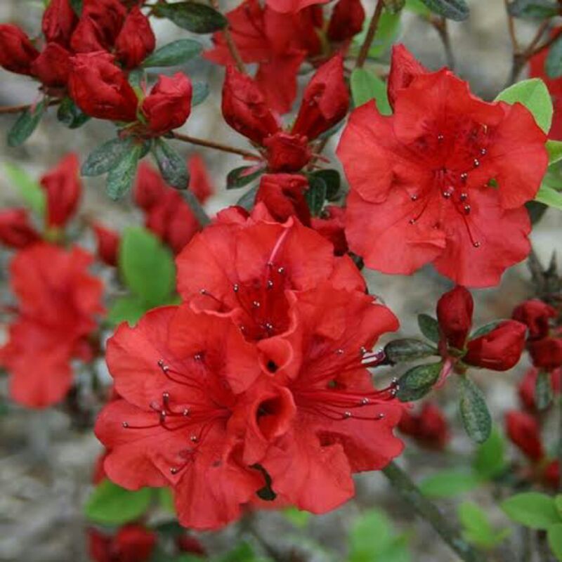 Bunga Azalea Merah - KibrisPDR