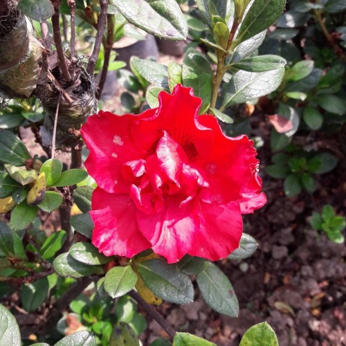 Detail Bunga Azalea Merah Nomer 13
