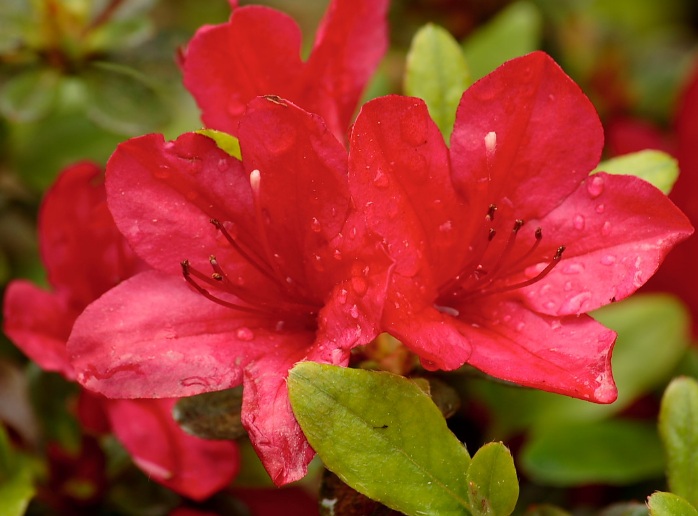 Detail Bunga Azalea Merah Nomer 4