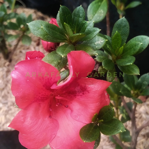 Detail Bunga Azalea Merah Nomer 43
