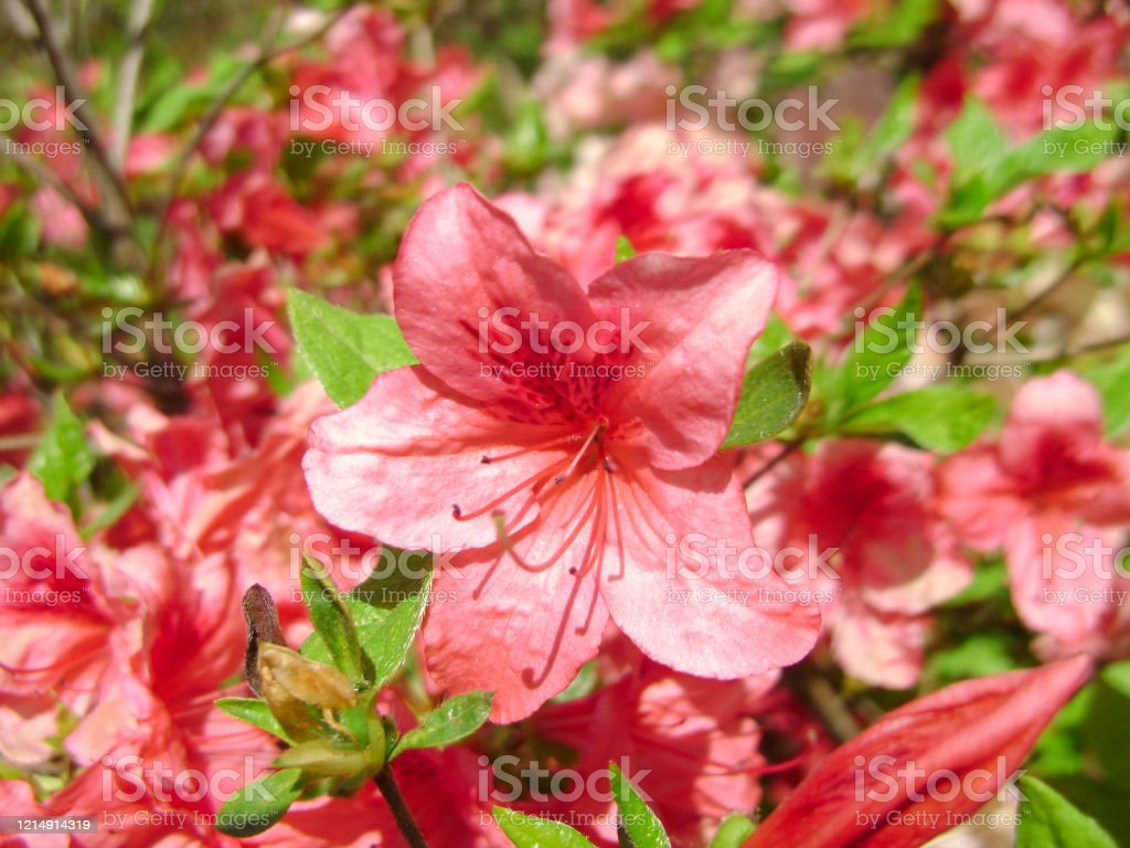 Detail Bunga Azalea Merah Nomer 44