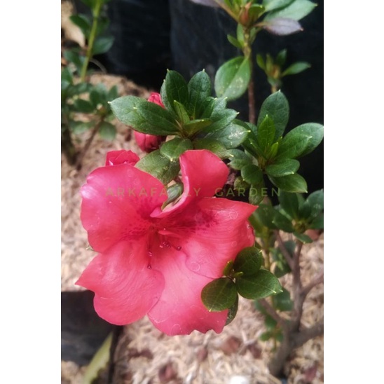 Detail Bunga Azalea Merah Nomer 51