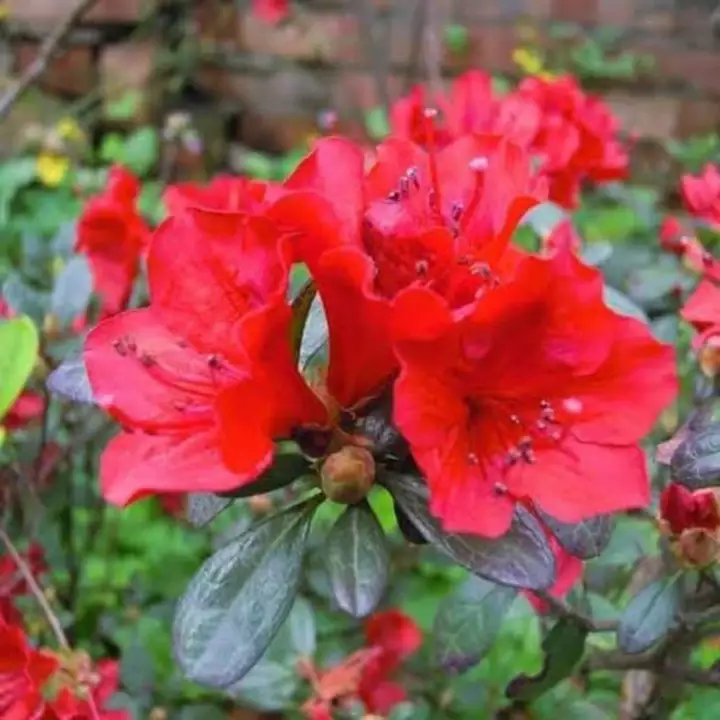 Detail Bunga Azalea Merah Nomer 9