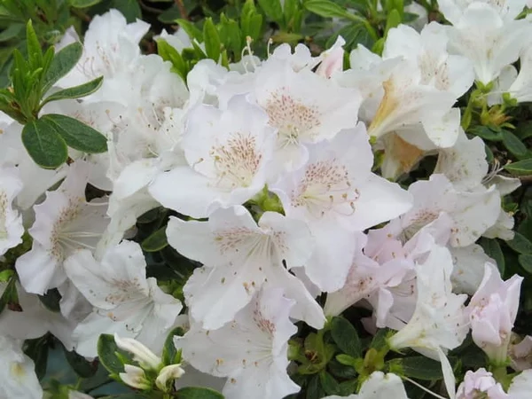 Detail Bunga Azalea Putih Nomer 13
