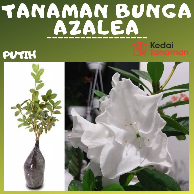 Detail Bunga Azalea Putih Nomer 15