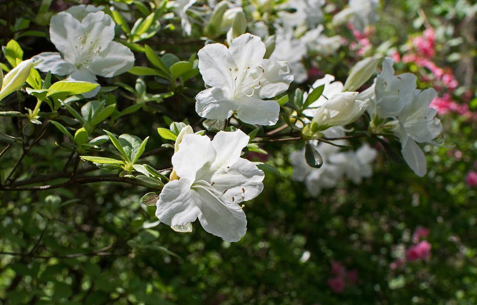 Detail Bunga Azalea Putih Nomer 17
