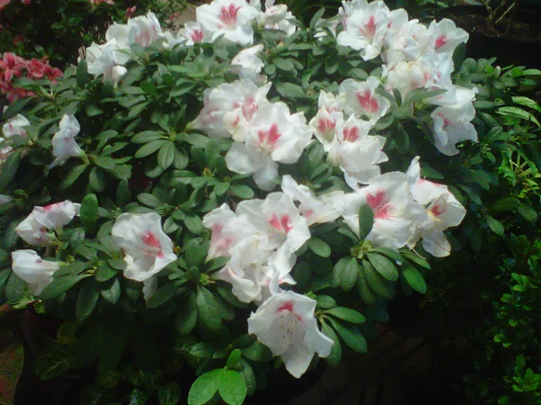 Detail Bunga Azalea Putih Nomer 21