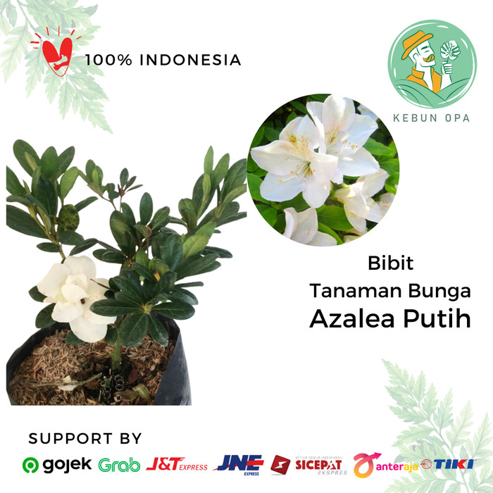 Detail Bunga Azalea Putih Nomer 39