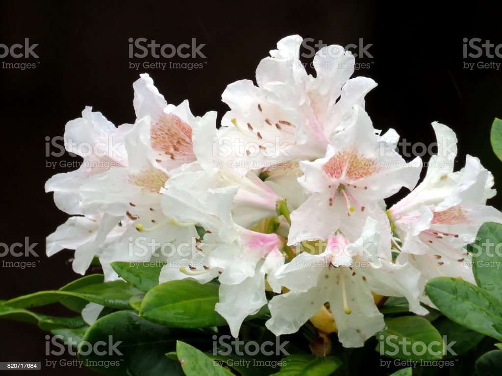 Detail Bunga Azalea Putih Nomer 44