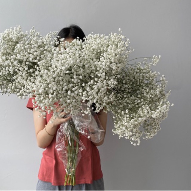 Bunga Baby Breath Di Indonesia - KibrisPDR