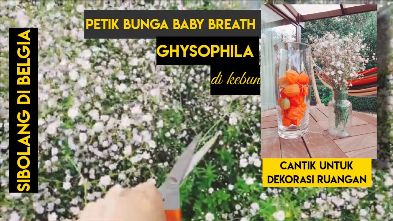 Detail Bunga Baby Breath Di Indonesia Nomer 48