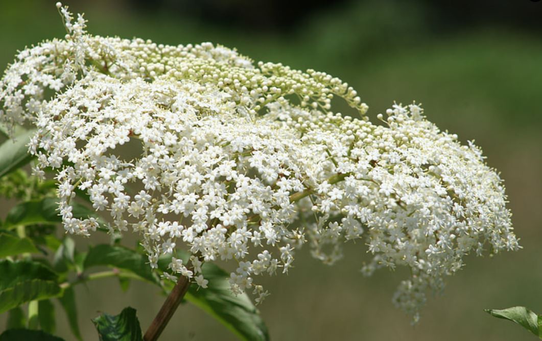 Detail Bunga Baby Breath Di Indonesia Nomer 55