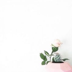 Detail Bunga Background Putih Nomer 15