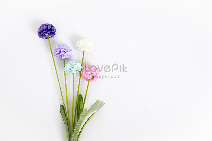 Detail Bunga Background Putih Nomer 41