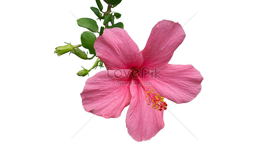 Detail Bunga Background Putih Nomer 45