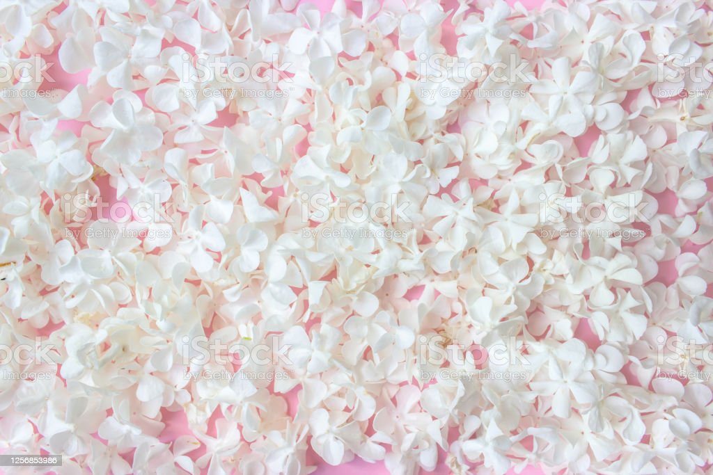 Detail Bunga Background Putih Nomer 48