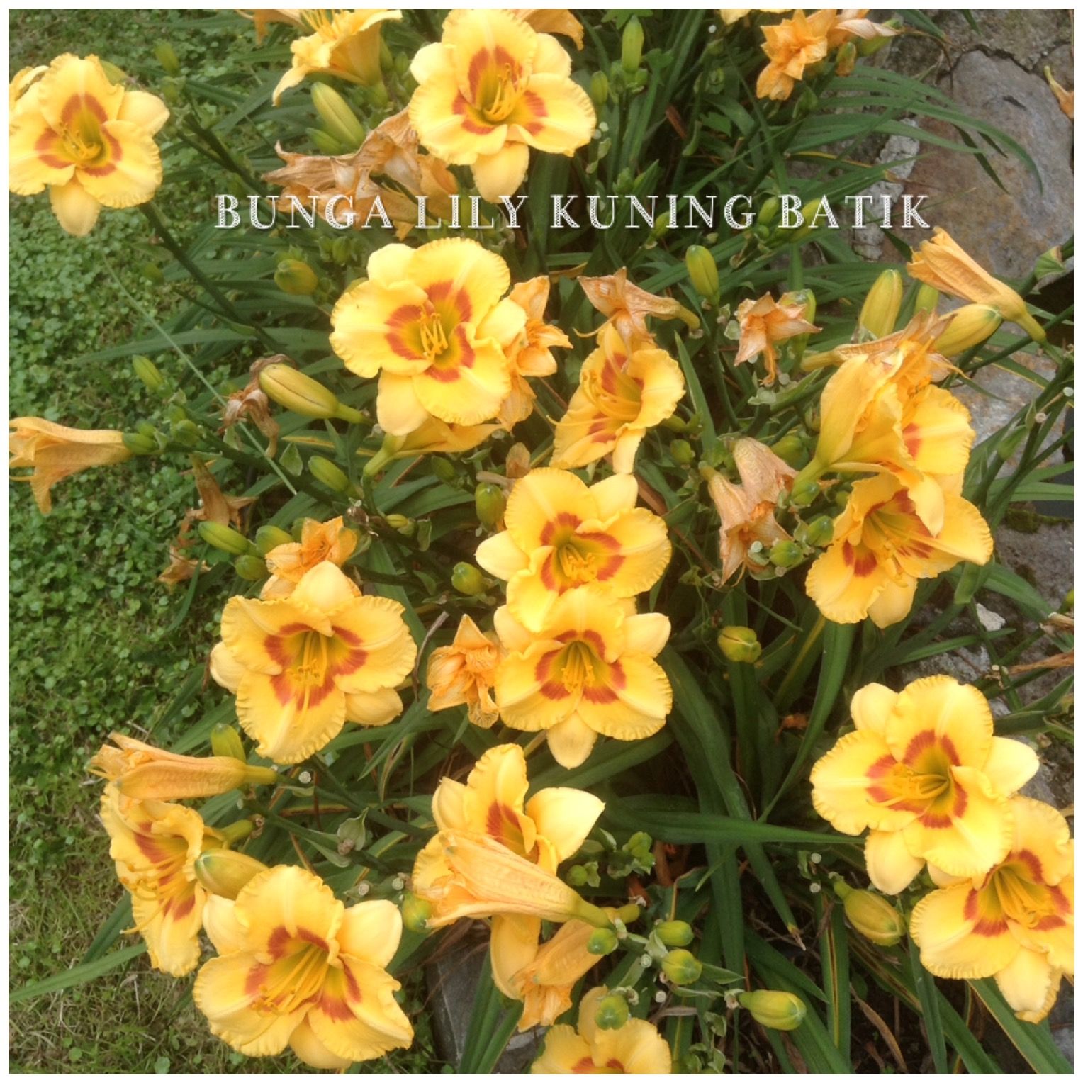 Detail Bunga Bakung Kuning Nomer 27