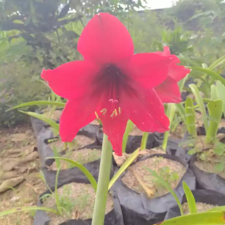 Detail Bunga Bakung Merah Nomer 26