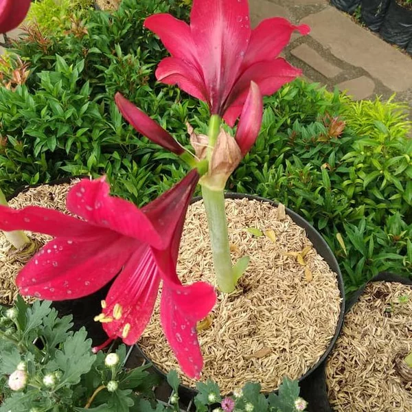 Detail Bunga Bakung Merah Nomer 30