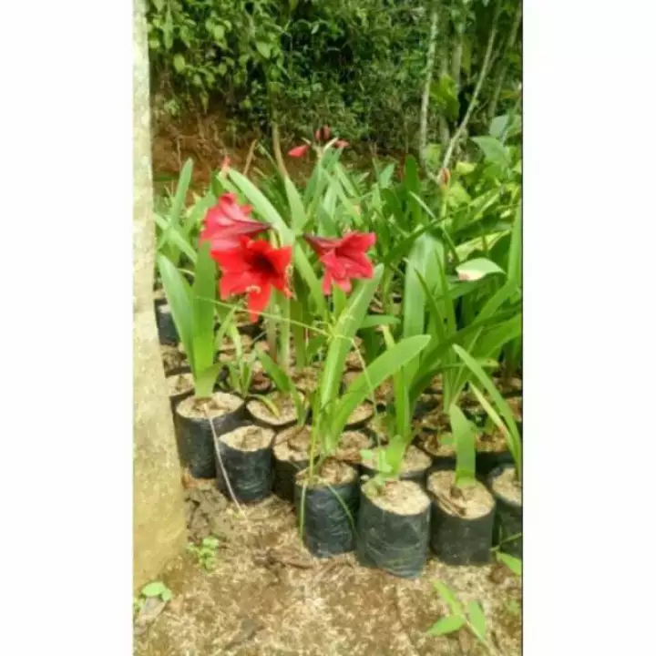 Detail Bunga Bakung Merah Nomer 39